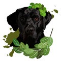 Vector illustration of a black labrador. Portrait of a dog with a laurel wreath Royalty Free Stock Photo