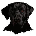 Vector illustration of a black labrador. Portrait of a dog on a white background Royalty Free Stock Photo