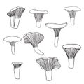 Vector illustration. Black outline sketch. Doodle drawing of mushrooms - chanterelles