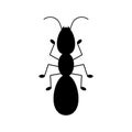 Vector illustration of a black silhouette ant. Isolated white background.