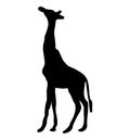 Vector illustration of a black silhouette giraffe. Isolated white background Royalty Free Stock Photo