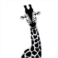 Vector illustration of a black silhouette giraffe. Isolated white background. Royalty Free Stock Photo