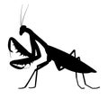 Vector illustration black silhouette of a mantis Royalty Free Stock Photo