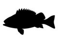 Vector illustration black silhouette of sea bass Royalty Free Stock Photo