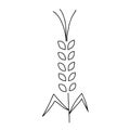 Vector Illustration of a black Spikelet of wheat plant icon isolated on a white background