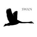 Illustration of black swan logo silhouette. Royalty Free Stock Photo