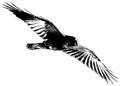 Crow or Raven in flight Royalty Free Stock Photo