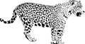 Jaguar Royalty Free Stock Photo