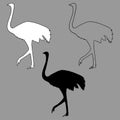 Vector illustration black and white silhouette of an ostrich, contour of a bird isolated on white background Royalty Free Stock Photo