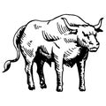 Vector illustration. Black and white sketch, isolated, on a white background. Big young bull. Cow. Drawing by hand in