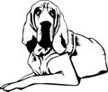 Bloodhound Vector Illustration