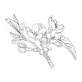 Vector illustration of blooming branch of cherry, sakura, apple, plum, wild cherry plum, bird cherry. Realistic black Royalty Free Stock Photo