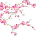 Vector illustration blooming flowers on tree branch