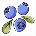 Vector illustration with blueberries on a white background Royalty Free Stock Photo