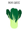 Vector illustration of bock choi, also pak-choi.