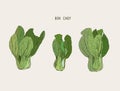 Vector illustration of bok choy. Asian cabbage.