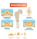 Vector illustration bone cell types diagram. Scheme of osteogenic cell, osteoblast, osteocyte. Medical visualization of stem cells Royalty Free Stock Photo