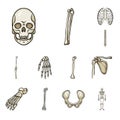 Vector illustration of bone and skeleton icon. Set of bone and human stock symbol for web.