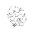 Vector illustration of botany-pansies flower in black and white