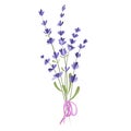 Vector illustration of a bouquet of lavender flowers on a white background. Drawing elements for romantic greeting cards