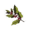 Vector illustration of a branch of a coffee tree with coffee berries in the style of engraving in color. Bright branch of coffee