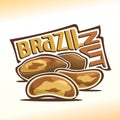 Vector illustration of brazil nuts