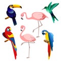 Vector illustration of bright color exotic tropical birds set isolated on white background in flat style. Royalty Free Stock Photo