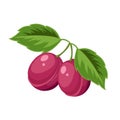 Vector illustration of bright, ripe plums. Cartoon icon. Royalty Free Stock Photo