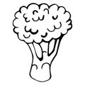 Vector illustration of broccoli in doodle style. Hand-drawn black cabbage contour isolated on white background. Simple flat icon, Royalty Free Stock Photo