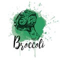 Vector illustration of a brocoli. Hand drawn image