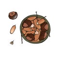 Vector illustration with chestnuts and acorns.