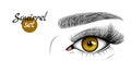 Vector illustration of brown female eye with extended eyelashes and eyebrow. Squirrel effect.