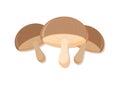 Vector illustration of brown mushrooms fresh vegetable. Delicious healthy food