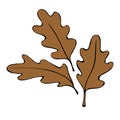 Vector illustration of brown oak leafs. Simple flat clip arts, design elements. Theme of nature, forest, happy fall Royalty Free Stock Photo