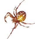 Vector illustration. Brown spider