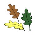 Vector illustration of brown yellow green oak leafs. Theme of nature, forest, happy fall Royalty Free Stock Photo