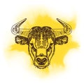 Vector illustration with bull head. Hand drawn