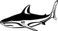 Bull Shark Illustration