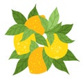 Vector illustration of bunch of lemons with foliage. Hand drawn flat clipart citrus fruit Royalty Free Stock Photo