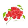 Vector illustration of a bunch of ripe cherries on a white background. Natural, realistic arrangement of berries, leaves