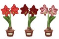 Vector illustration. Burgundy Amaryllis. Hippeastrum in a pot. Bulb, sprout and amaryllis flower. Red flower in a pot. Elegant spr