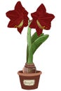 Vector illustration. Burgundy Amaryllis. Hippeastrum in a pot. Bulb, sprout and amaryllis flower. Red flower in a pot. Elegant spr