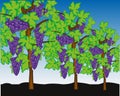 Vineyard bushes with harvest ripe berry grape