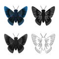 Vector illustration of butterfly and blue symbol. Collection of butterfly and species stock vector illustration.