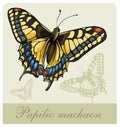 Vector illustration of a butterfly Swallowtail(Pap