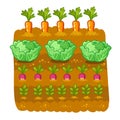 Vector illustration with cabbage and radish.