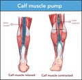 Vector ÃÂ°llustration of a Calf muscle pump