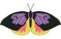 California Dogface Butterfly Illustration Royalty Free Stock Photo