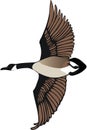 Canadian Goose Flying Illustration Royalty Free Stock Photo