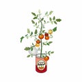 Vector illustration of canned tomato soup. Shoots of tomatoes with fruits from a tin can. Royalty Free Stock Photo